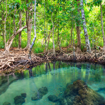 Manglar