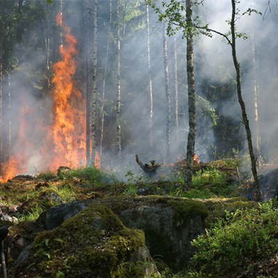 amazonas incendio